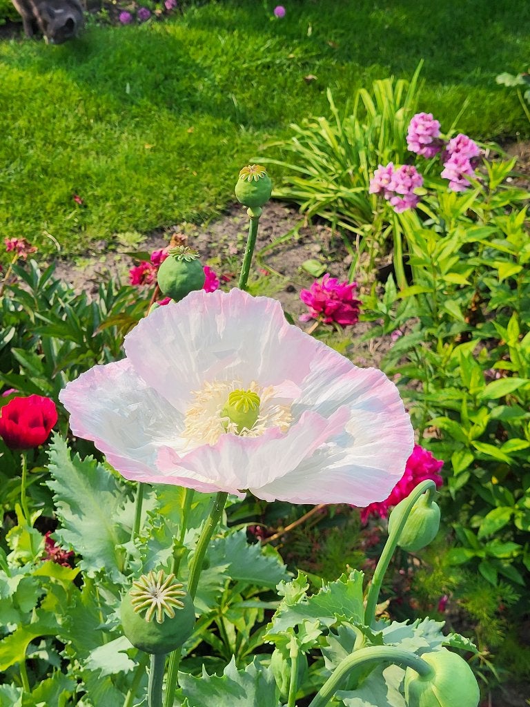 Zaden Papaver wit met roze randje, Ophalen of Verzenden, Volle zon