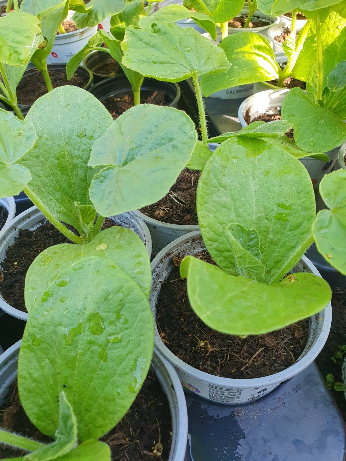 Pompoen plantjes, Ophalen, Eenjarig, Groenteplanten, Volle zon