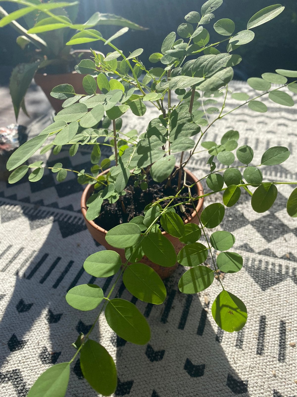 Witte Acacia, Tuin en Terras, Ophalen, Minder dan 100 cm, Lente, Overige soorten