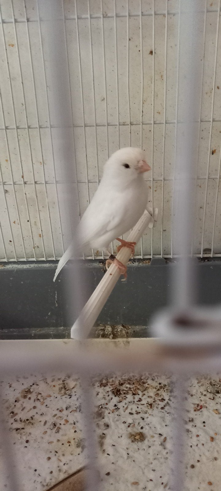 2 witte kanaries zoeken voliere, Dieren en Toebehoren, Vogels | Kanaries, Meerdere dieren, Kleurkanarie