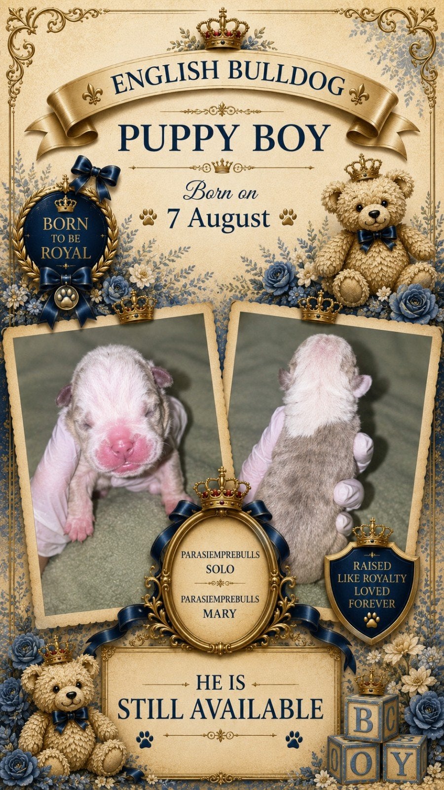 Engelse Bulldog pups met DBKC-applicatie, Dieren en Toebehoren, Honden | Bulldogs, Pinschers en Molossers, België, Fokker | Hobbymatig