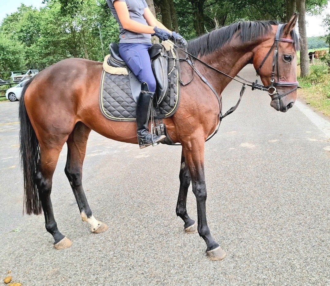 Superbrave 5 jr allrounder 1,64 m(recreatie-manege-sport), Dieren en Toebehoren, Paarden, Merrie, 3 tot 6 jaar, 160 tot 165 cm