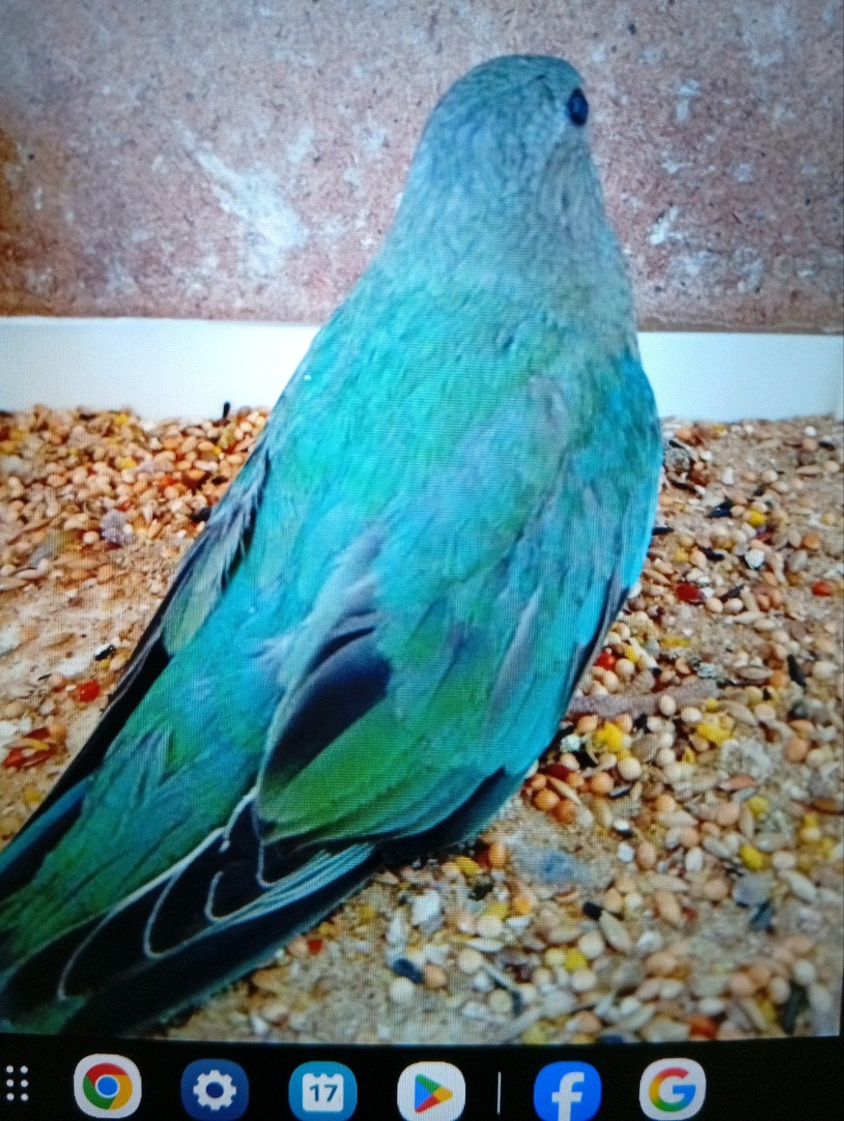 splendid turquoise 26, Meerdere dieren, Parkiet, Geringd