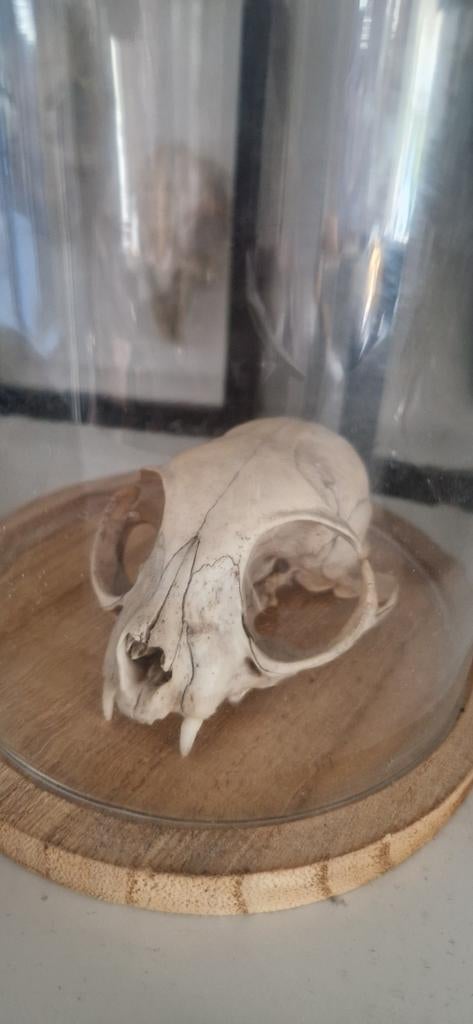 Katten schedel in stolp, Ophalen of Verzenden