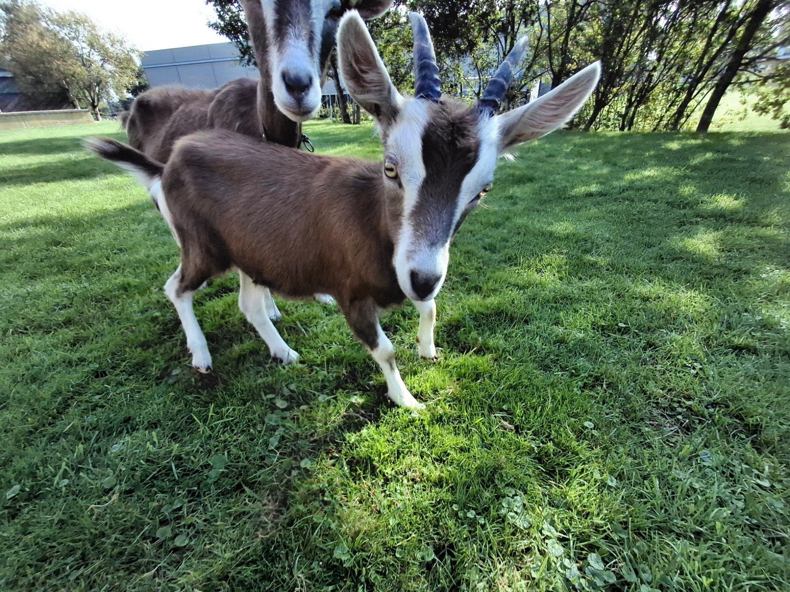 Togeburger Geitje van 30 april, Vrouwelijk, Geit, 0 tot 2 jaar