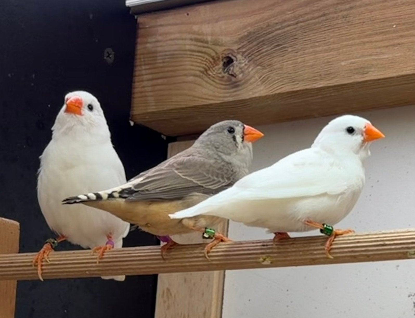 Zebravinken van juli ‘26, Dieren en Toebehoren, Vogels | Overige Vogels, Meerdere dieren, Tropenvogel, Geringd