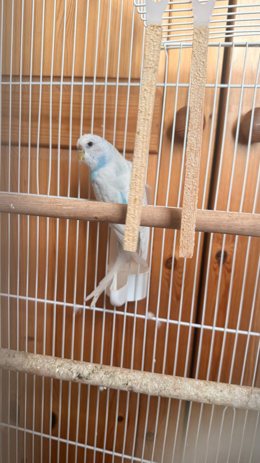Parkiet met kooi, Dieren en Toebehoren, Vogels | Parkieten en Papegaaien, Mannelijk, Parkiet