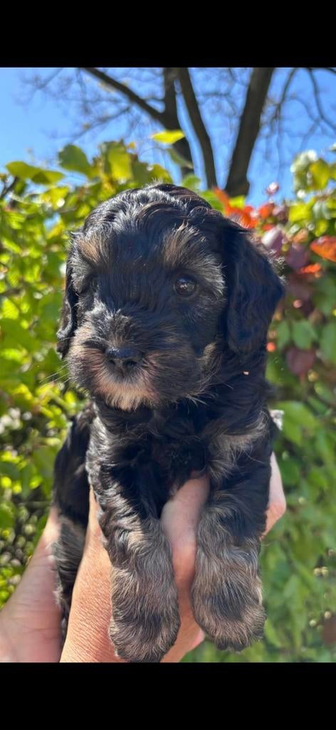 Prachtige sheltiedoodle mini doodle labradoodle, Parvo, Overige rassen, 8 tot 15 weken, Meerdere