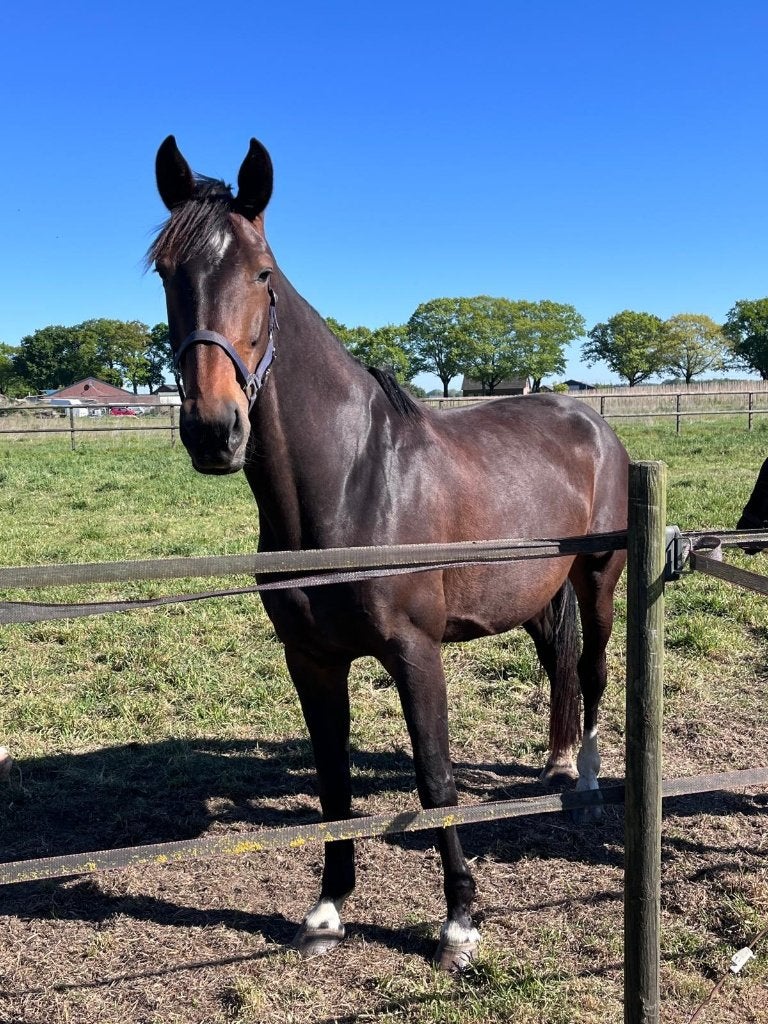 9 jr dressuurmerrie High Five Us x Painted Black, Merrie, Met stamboom, Dressuurpaard, 170 tot 175 cm