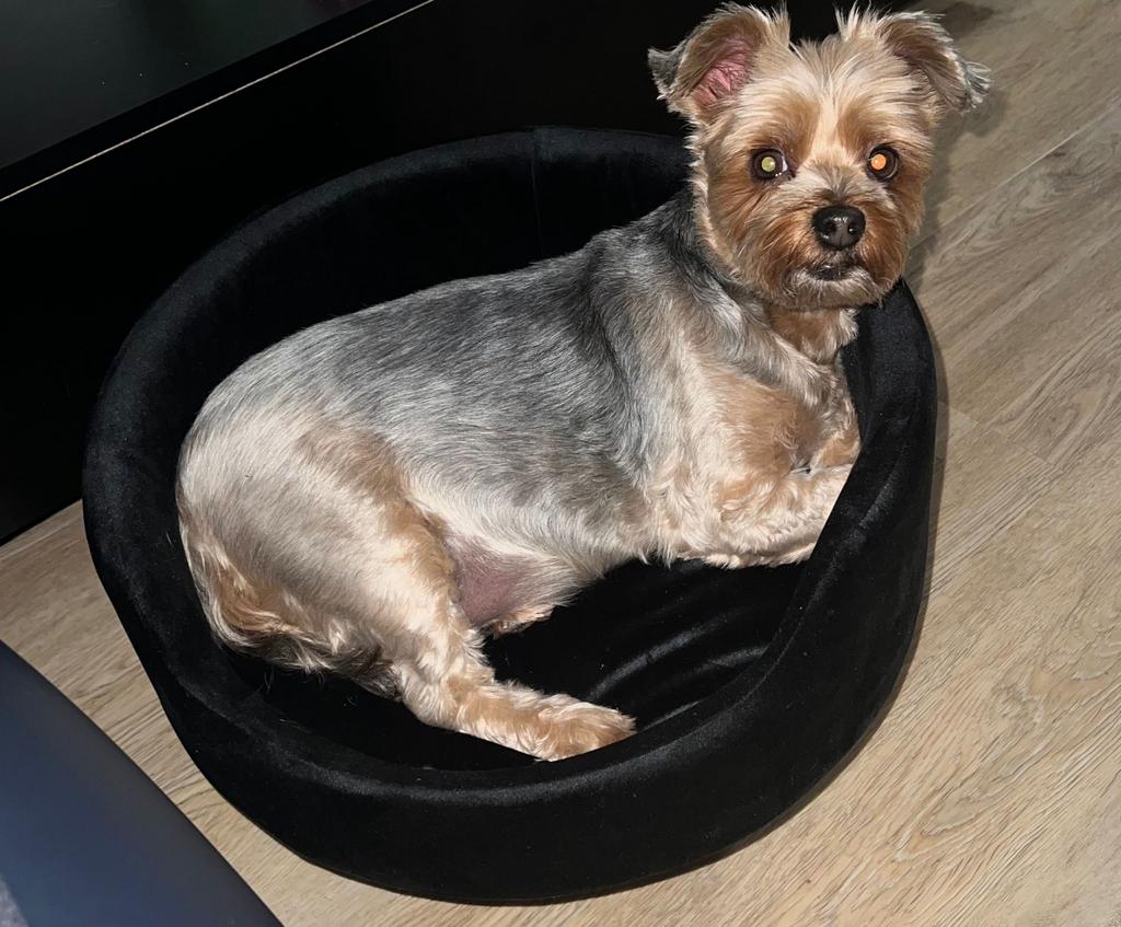 Yorkshire terrier, Dieren en Toebehoren, Ophalen, Overige