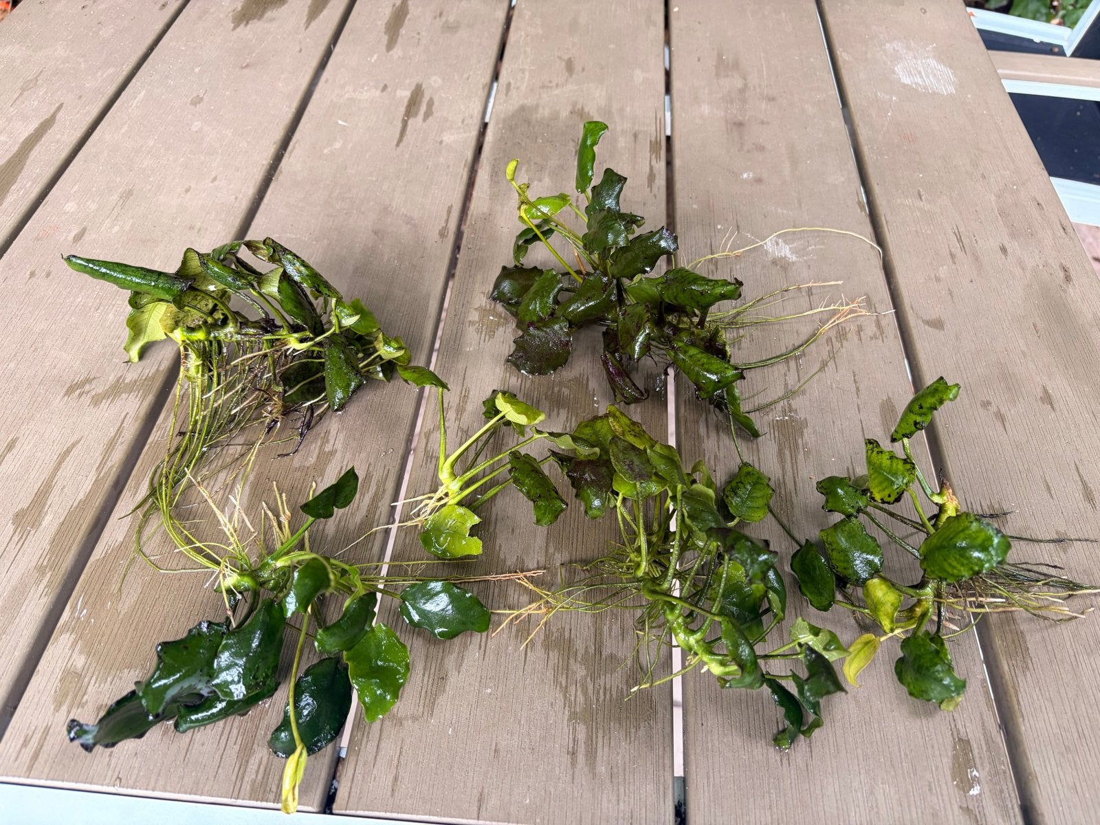 6 stekjes anubias nana, Ophalen