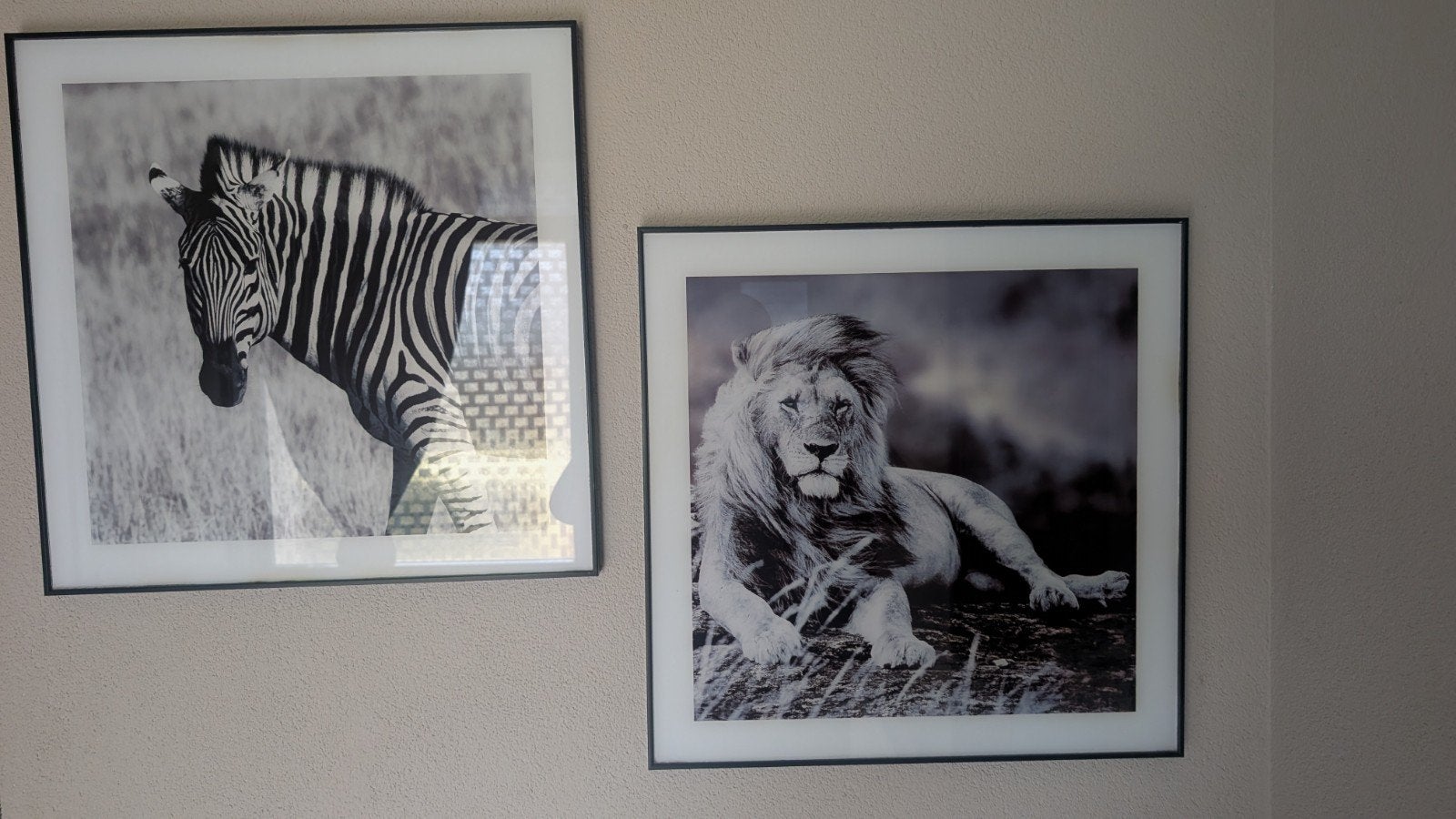 lijst met leeuw en zebra, Ophalen