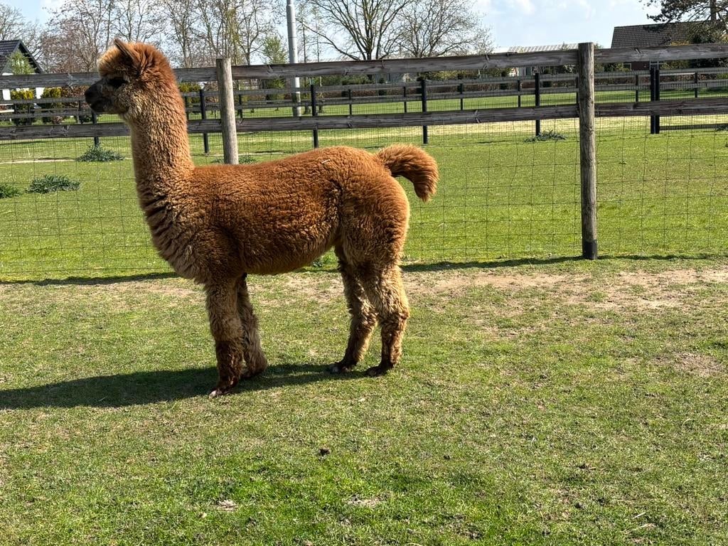 Alpaca merries, Dieren en Toebehoren, Mei, Vrouwelijk