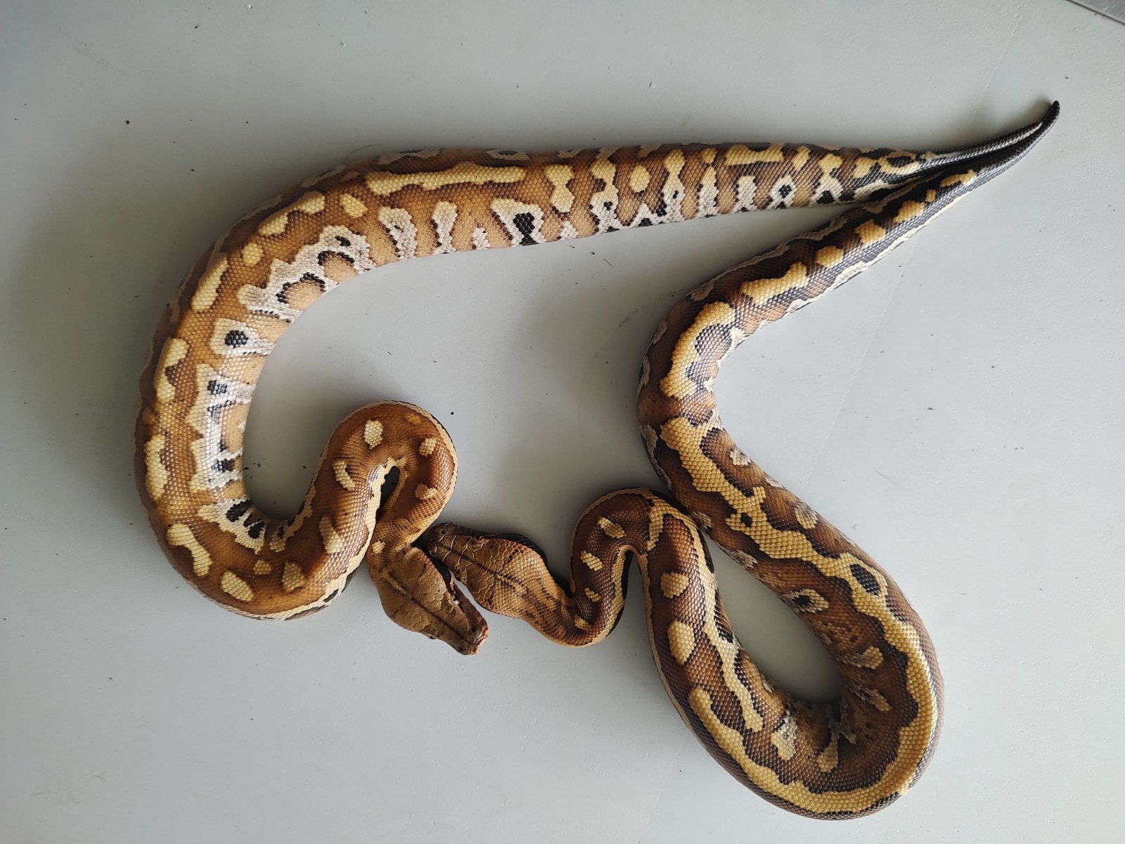 fraai koppeltje bloedpythons(Brongersmai het.albino t+) n.k., Slang, 0 tot 2 jaar
