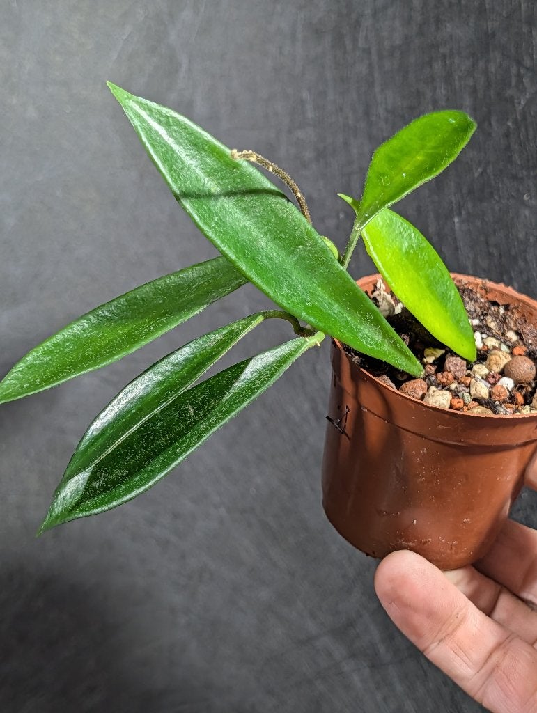 Hoya stoneana, Overige soorten, Minder dan 100 cm, Bloeiende kamerplant, Halfschaduw