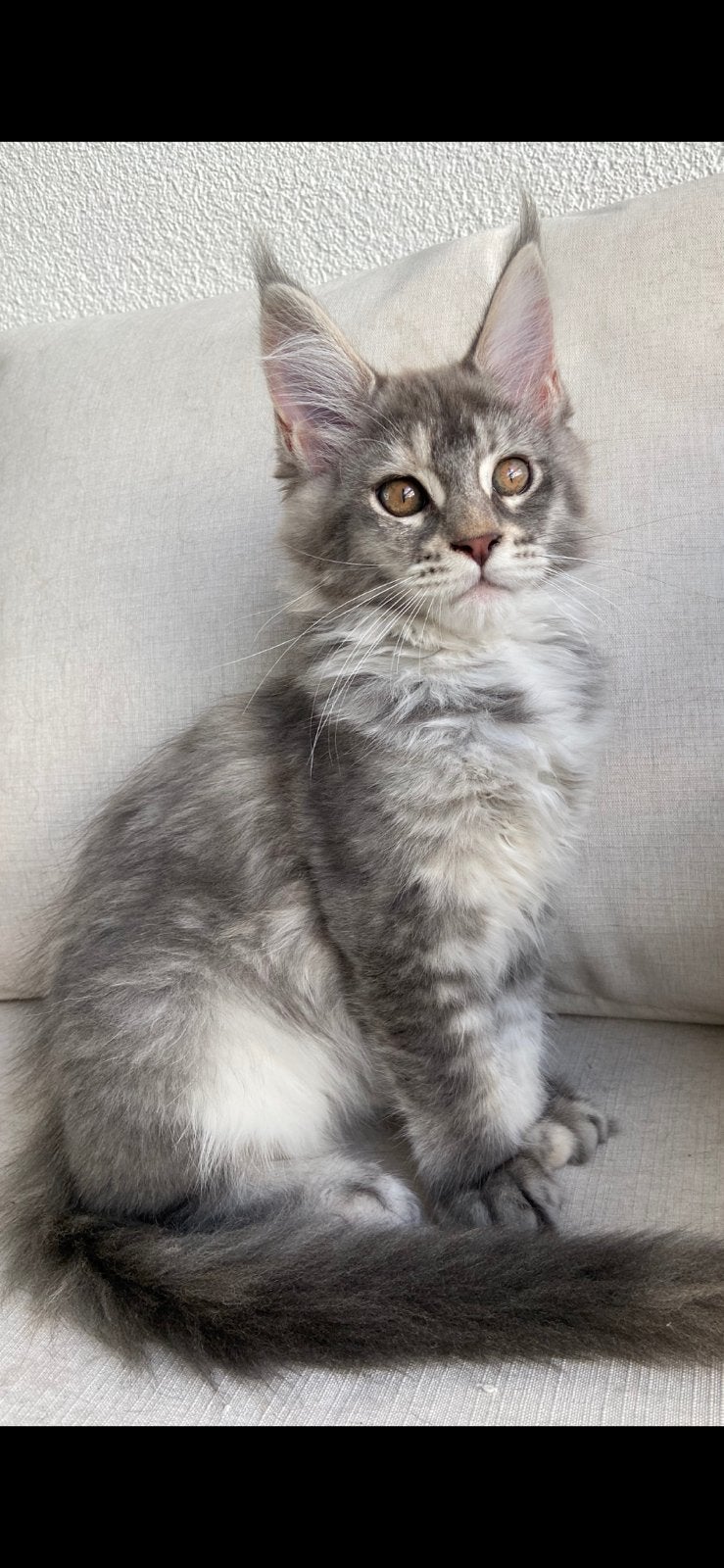 Maine coon kittens met stamboom, mogen verhuizen, Meerdere dieren, Met stamboom, 0 tot 2 jaar