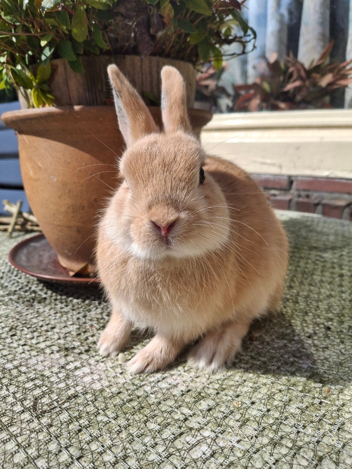 Lief dwerg konijntje, Dieren en Toebehoren, Mannelijk, Dwerg