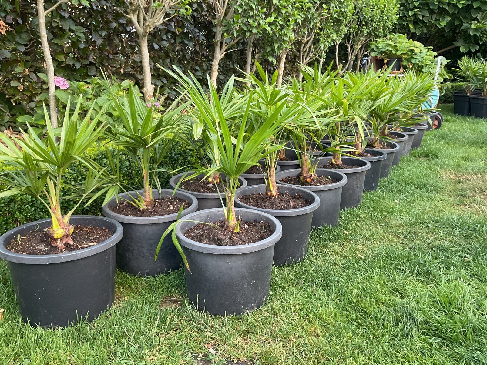 Trachycarpus palmplanten, Ophalen, Overige soorten