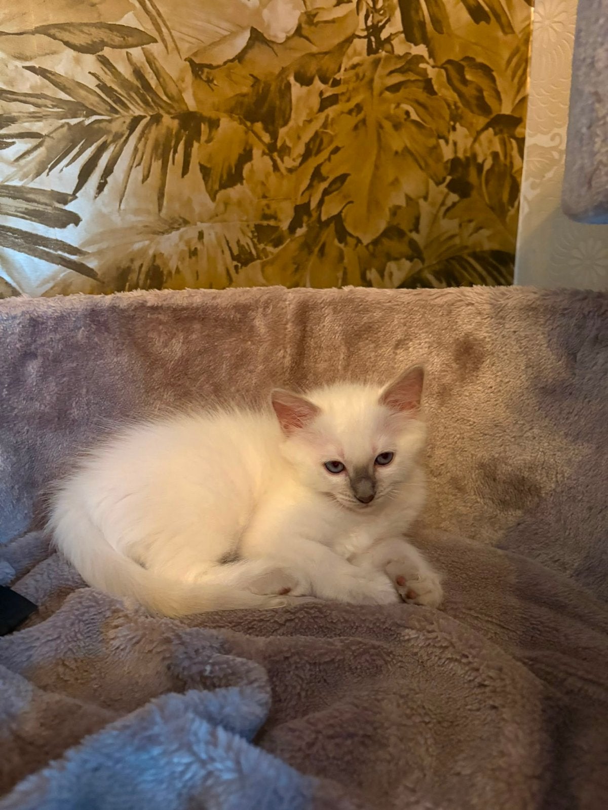 Ragdoll kittens, Dieren en Toebehoren, Meerdere dieren