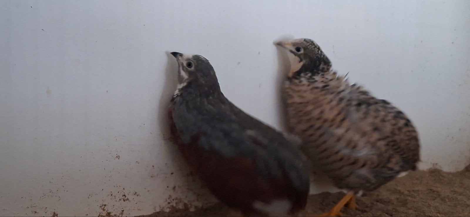 Natuurbroed chinese dwerg kwartels man/pop, Meerdere dieren, Tropenvogel