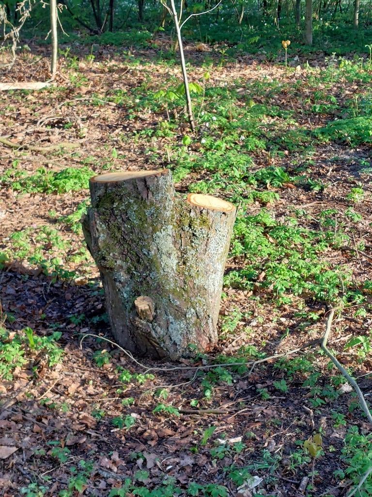 Afgezaagde boomstam, Ophalen of Verzenden