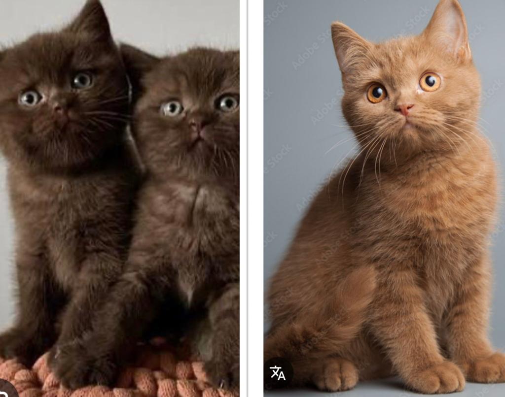 Gezocht Britse korthaar cinnamon-chocolate kitten, Poes