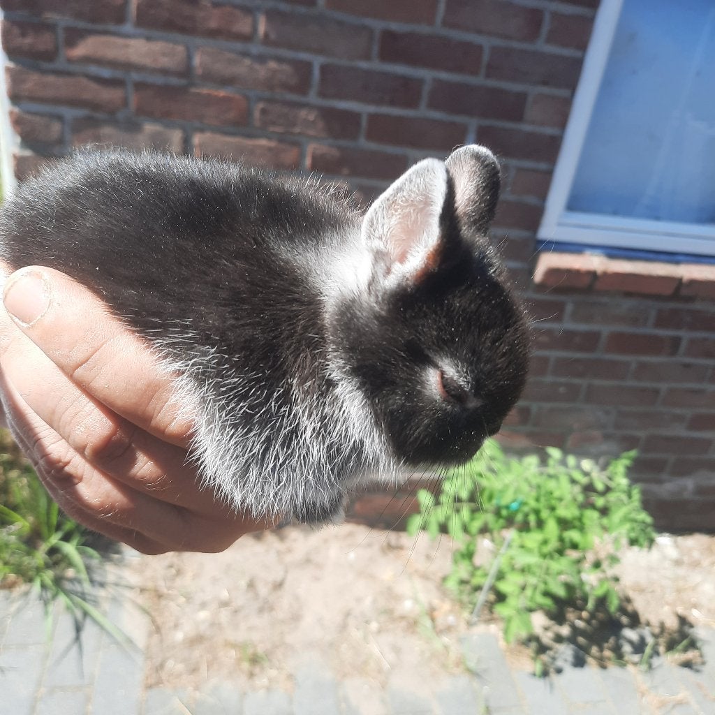 2 konijntjes 8 weken oud. Gaan alleen samen weg !, Geslacht onbekend, Klein, 0 tot 2 jaar