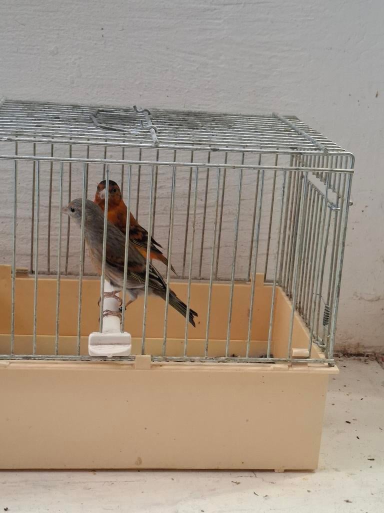 Koppel kapoetsensijs x kanarie, Ophalen of Verzenden, 110 cm of meer, 100 cm of meer