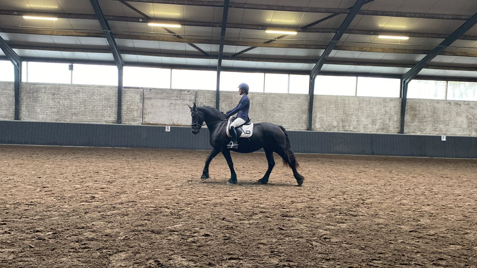 8 jarige friese merrie, Dieren en Toebehoren, Merrie, Met stamboom, Dressuurpaard, L