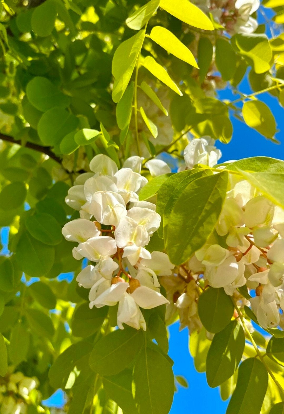 robinia ps. 'Frisia', Overige soorten, Lente, 250 tot 400 cm, Ophalen