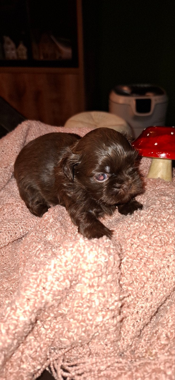 shih tsu pups choco en bont ik woon in belgie  koersel, België, Fokker | Hobbymatig, Overige rassen, CDV (hondenziekte)