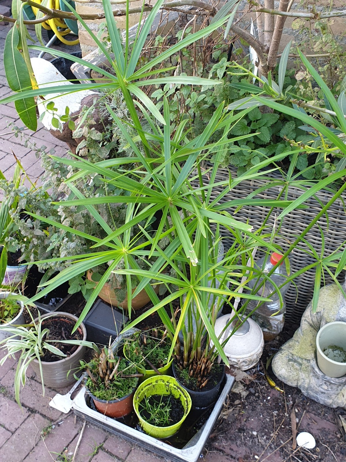parapluplanten, Ophalen of Verzenden