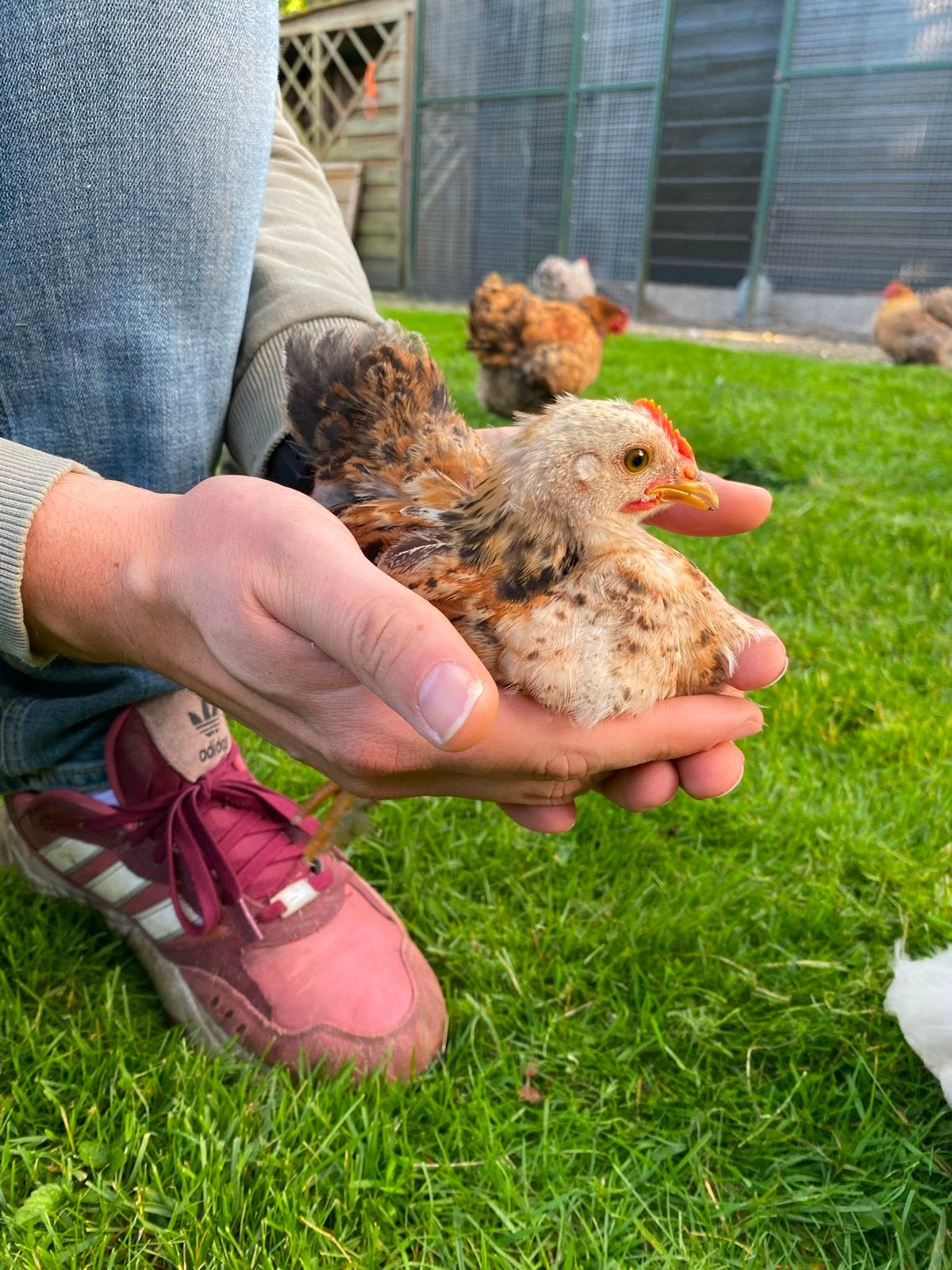 Cochin kriel haan kuiken te koop, Dieren en Toebehoren, Pluimvee, Mannelijk, Kip