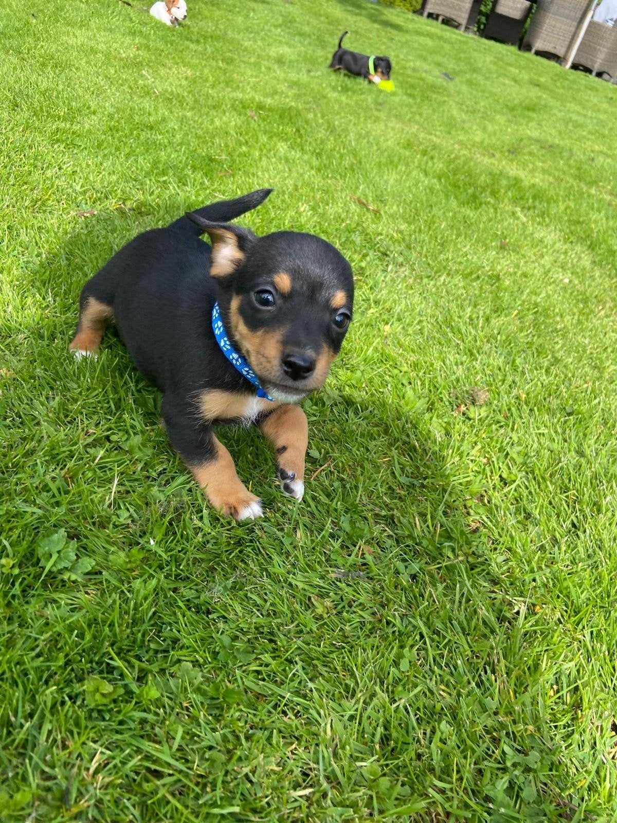Jackrussel pups jack russel pups  jackrussel, Jack Russell Terriër, 8 tot 15 weken, Meerdere, Meerdere dieren