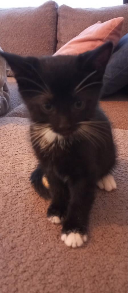 Drie mooie kittens!, Dieren en Toebehoren, Katten en Kittens | Overige Katten, Meerdere dieren