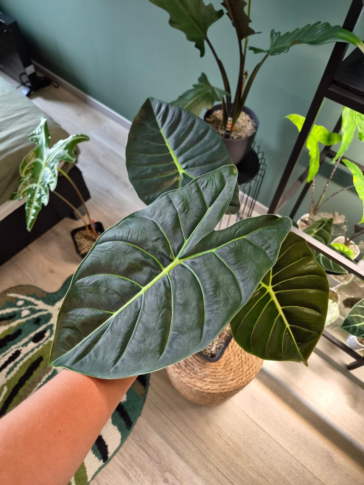 Alocasia 'Golden Bone', Ophalen, Halfschaduw, Minder dan 100 cm