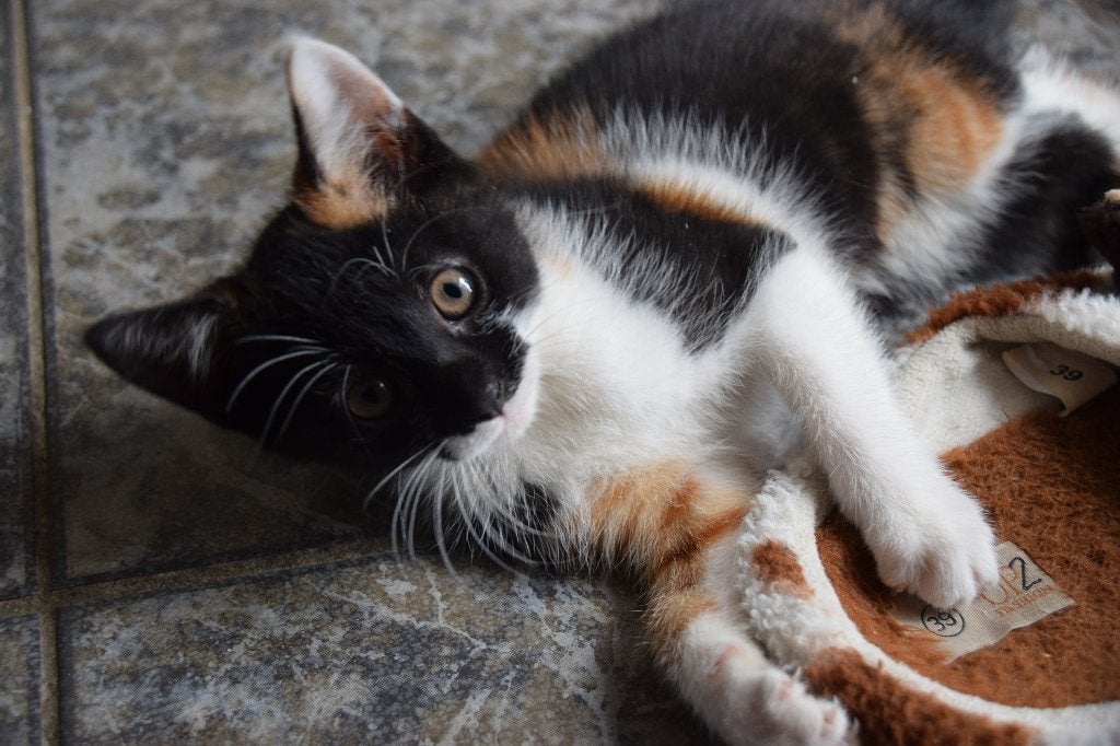 kittens, Meerdere dieren, Ontwormd, 0 tot 2 jaar