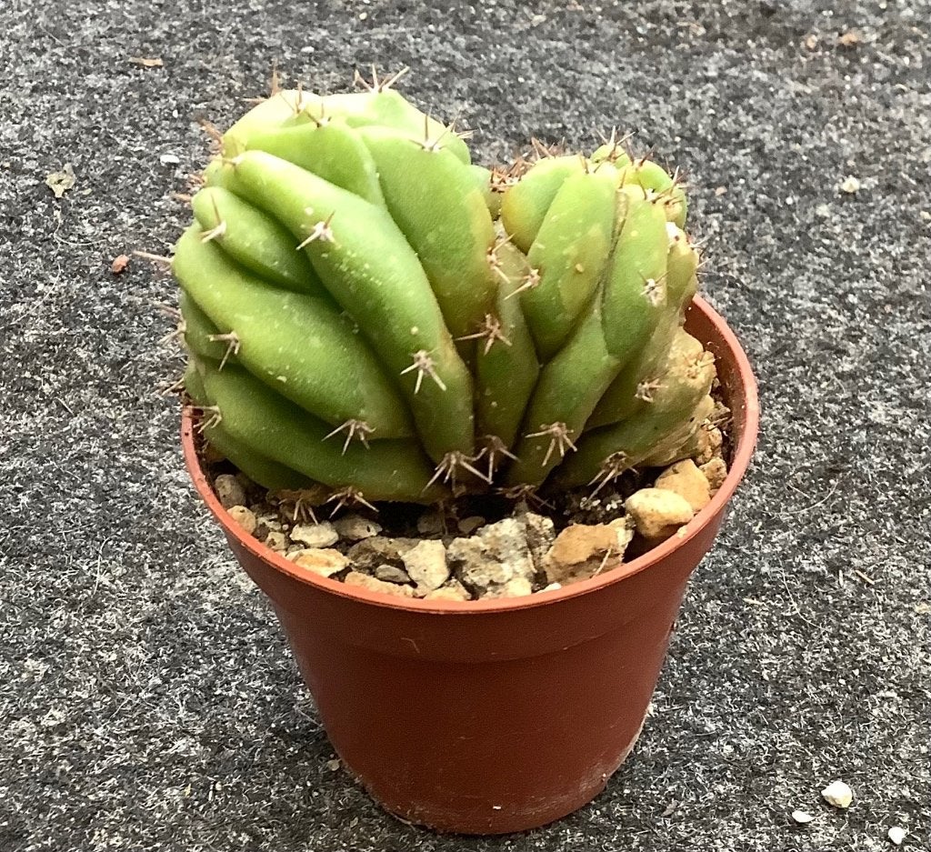 Cactus, Trichocereus, Huis en Inrichting, Kamerplanten, Ophalen of Verzenden, Cactus, Volle zon, Minder dan 100 cm