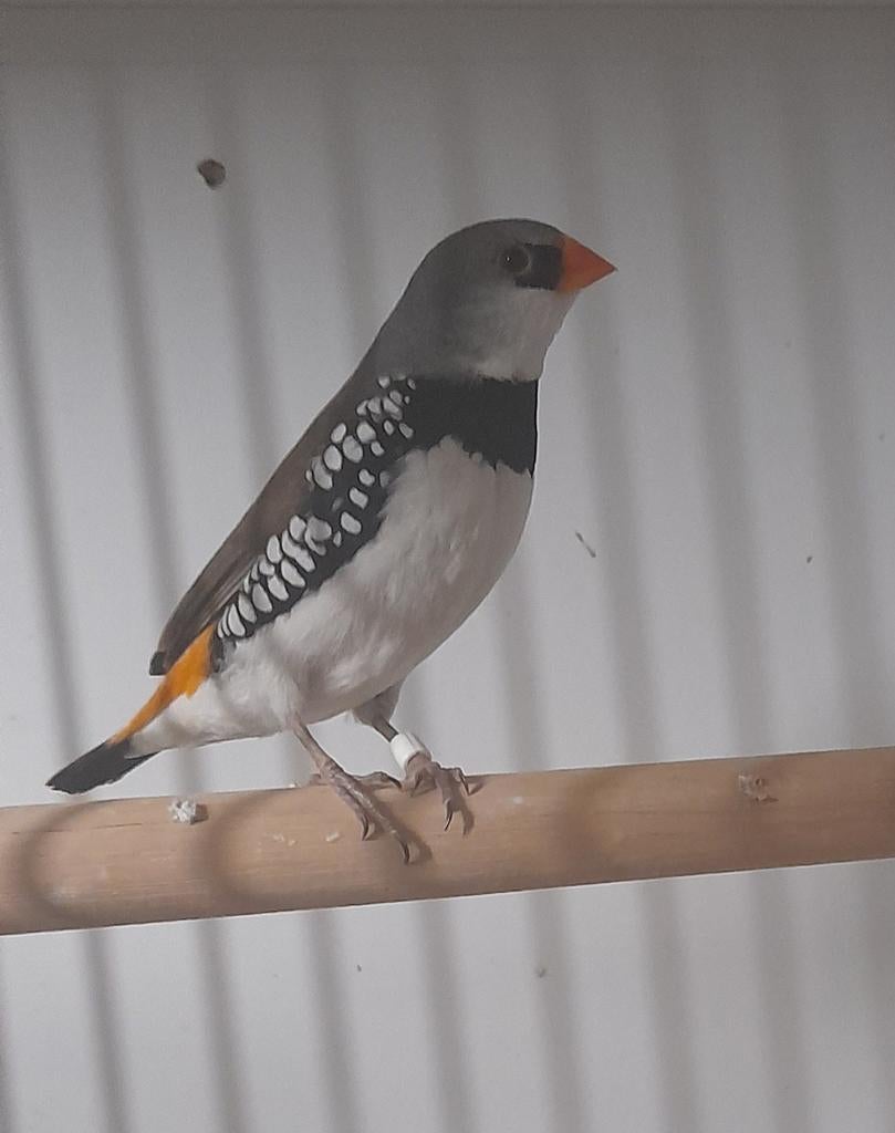 Diamantvink oranjestuit, Dieren en Toebehoren, Mannelijk
