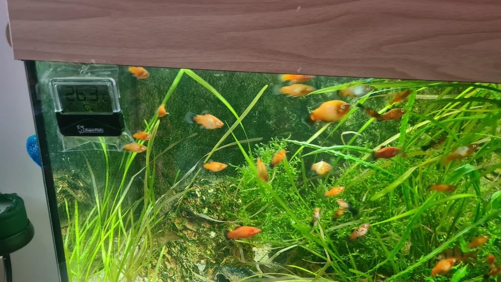 Platty's verschillende maten soorten 50 cent per, Dieren en Toebehoren, Vis, Zoetwatervis