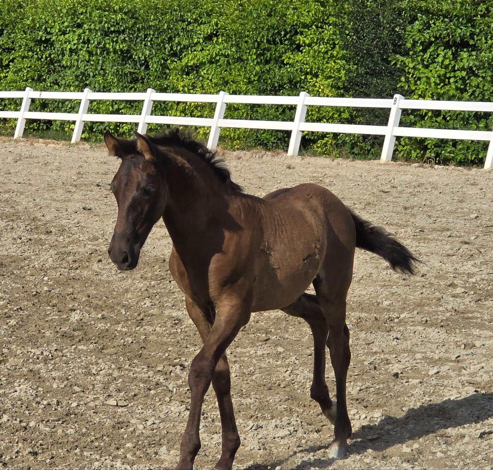 Knappe PRE merrie veulens zwart en bruin pearl, Dieren en Toebehoren, Merrie, Met stamboom, Niet van toepassing, Dressuurpaard