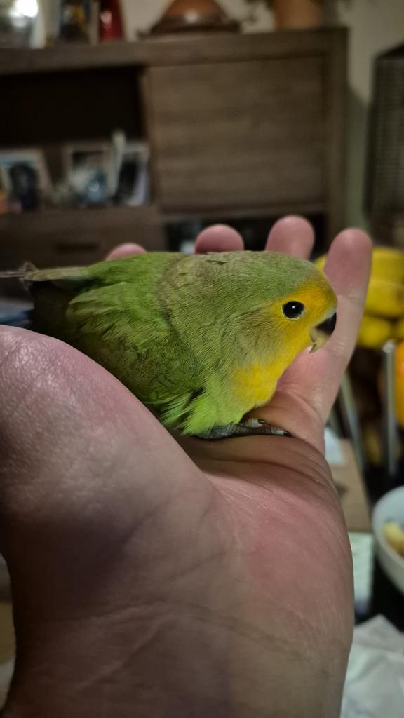 Super  mega tamme dwergpapegaai 2026, Dieren en Toebehoren, Vogels | Parkieten en Papegaaien, Geslacht onbekend, Papegaai, Tam