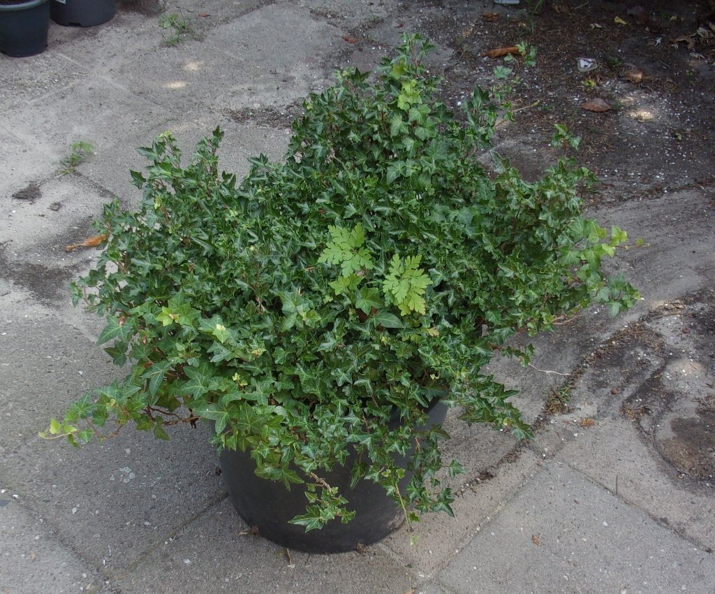 Hedera in pot, Ophalen, Vaste plant, Bloeit niet, Halfschaduw