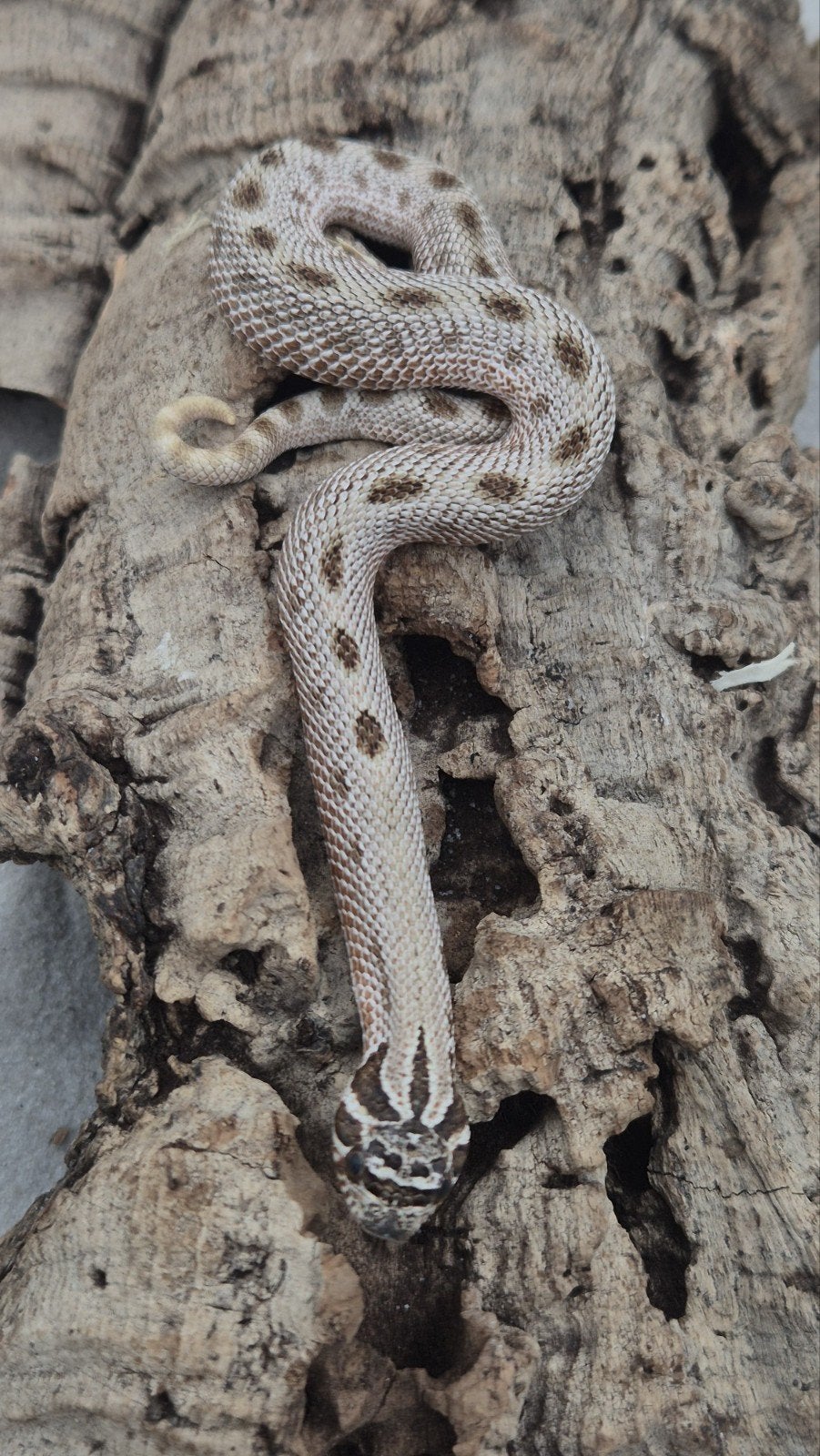 Haakneuslang Hognose Snake photo 3
