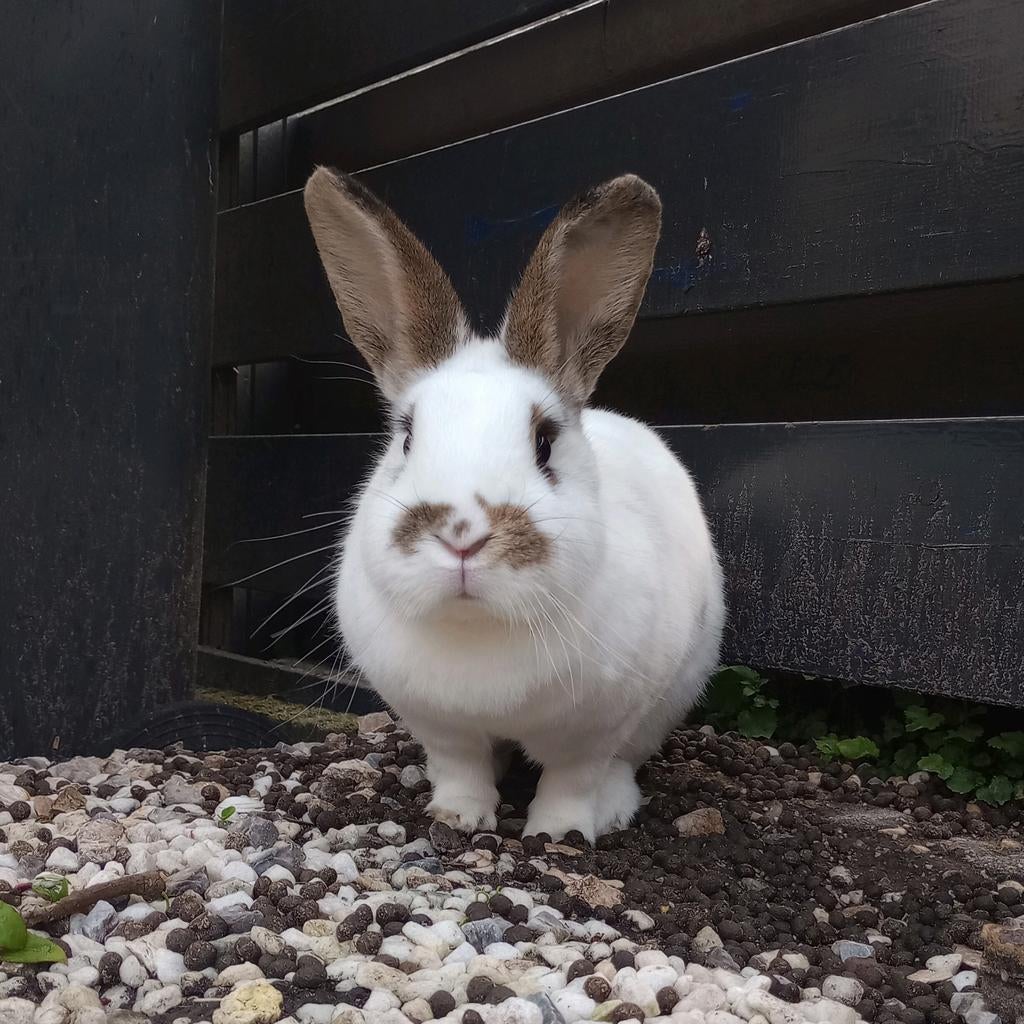 Konijnen & cavia oppas, Ophalen of Verzenden