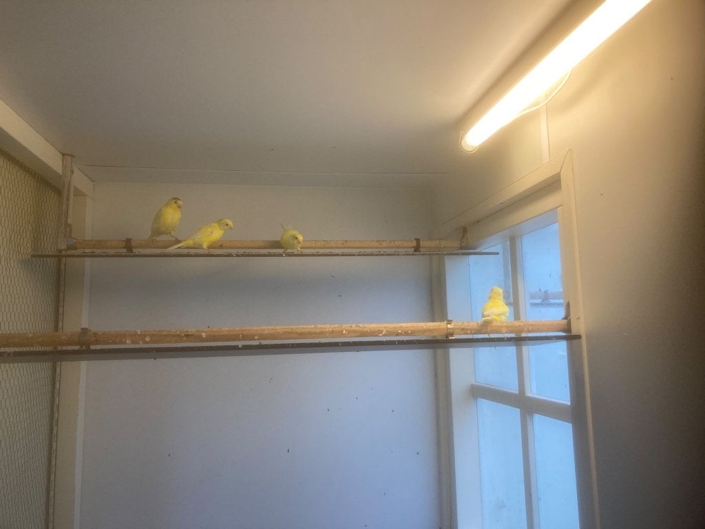 Jonge kanaries, Vrouwelijk, Zangkanarie