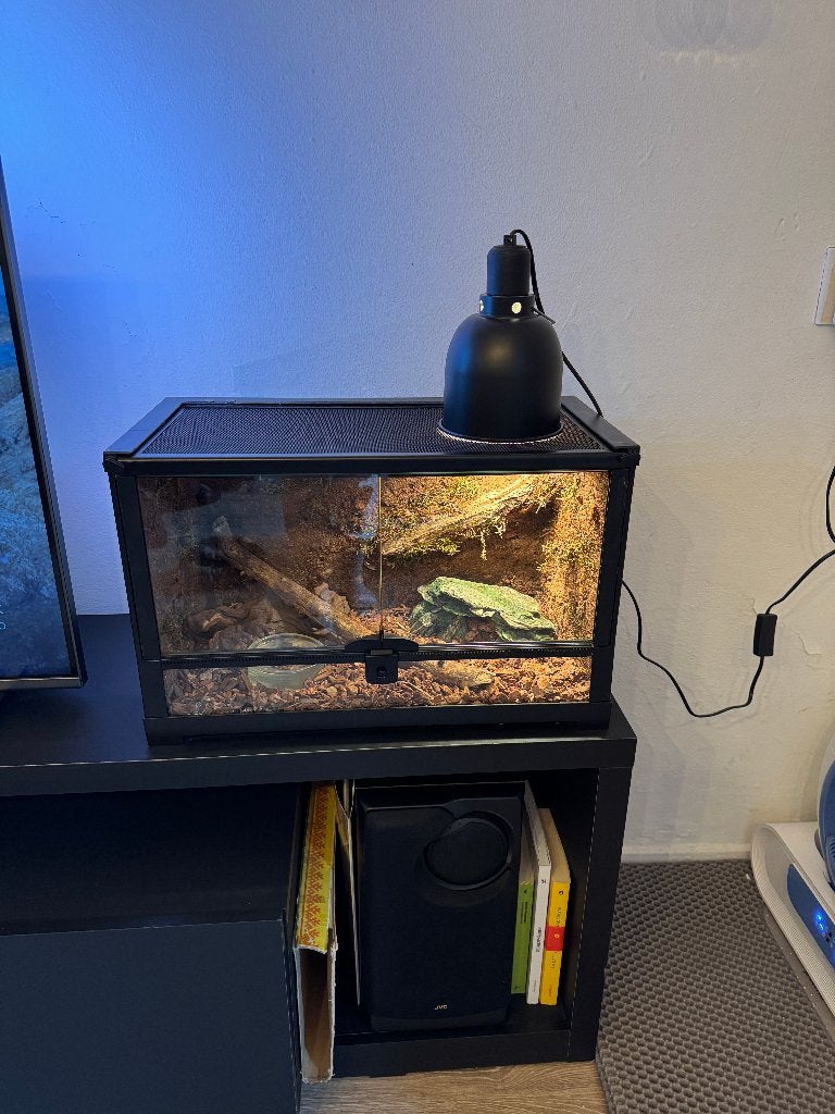 Terrarium met korenslang Corn Snake photo 4