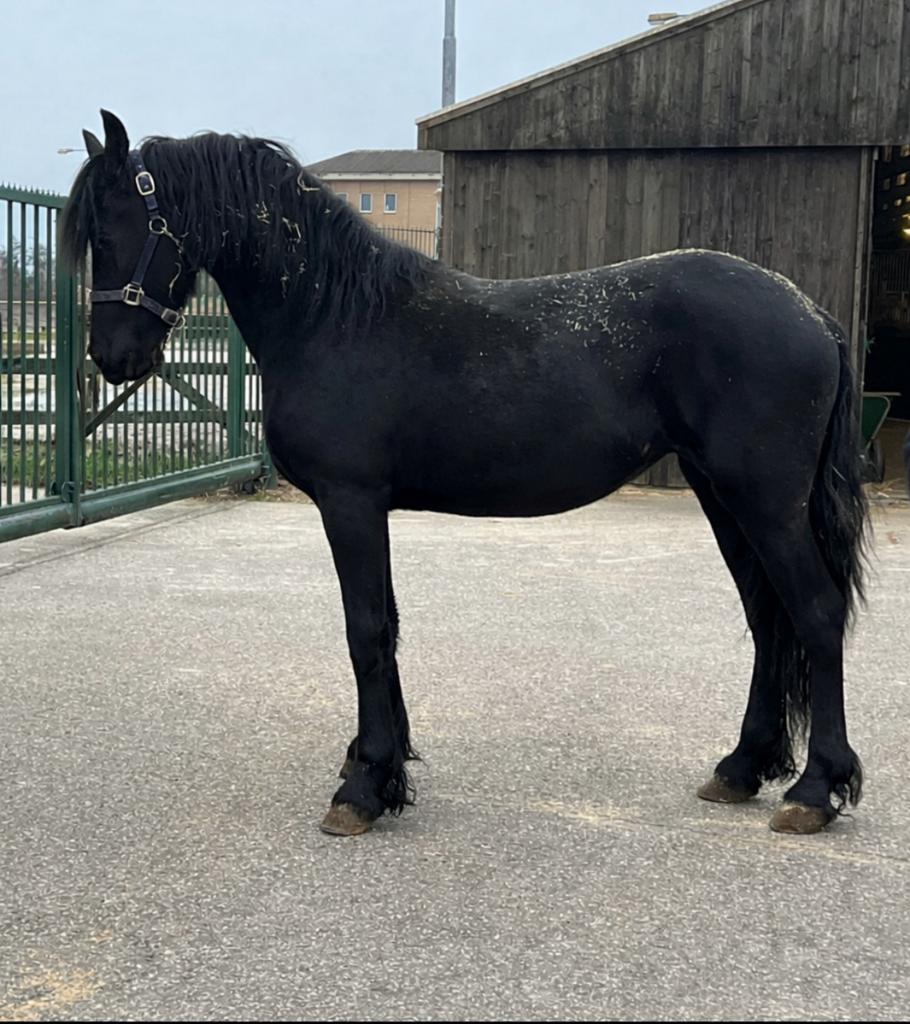 Fries merrie  veulen word in juni 2, Dieren en Toebehoren, Merrie, 0 tot 2 jaar