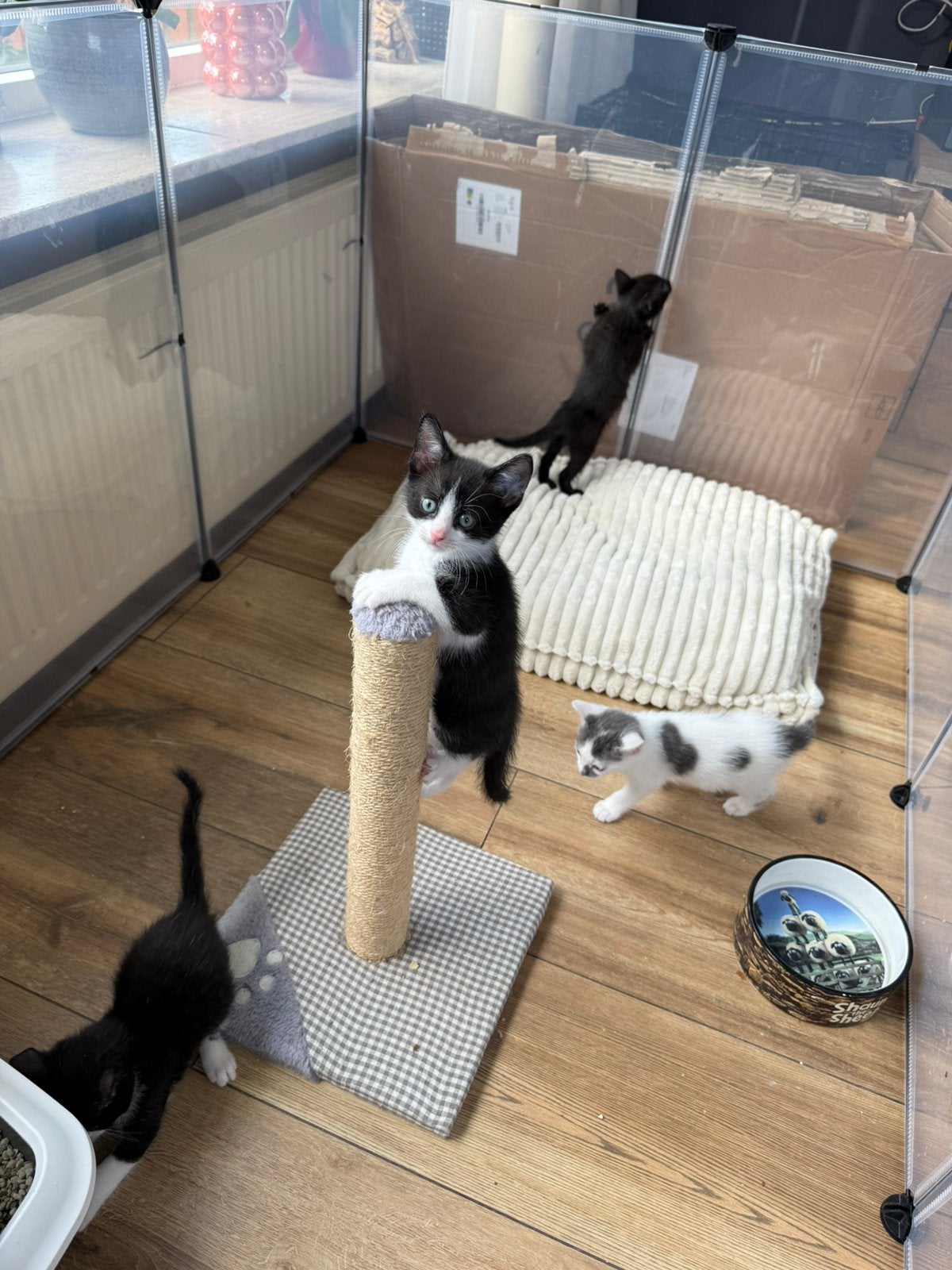 Wie wil een lief poesje, Dieren en Toebehoren, Meerdere dieren, Kortharig, 0 tot 2 jaar