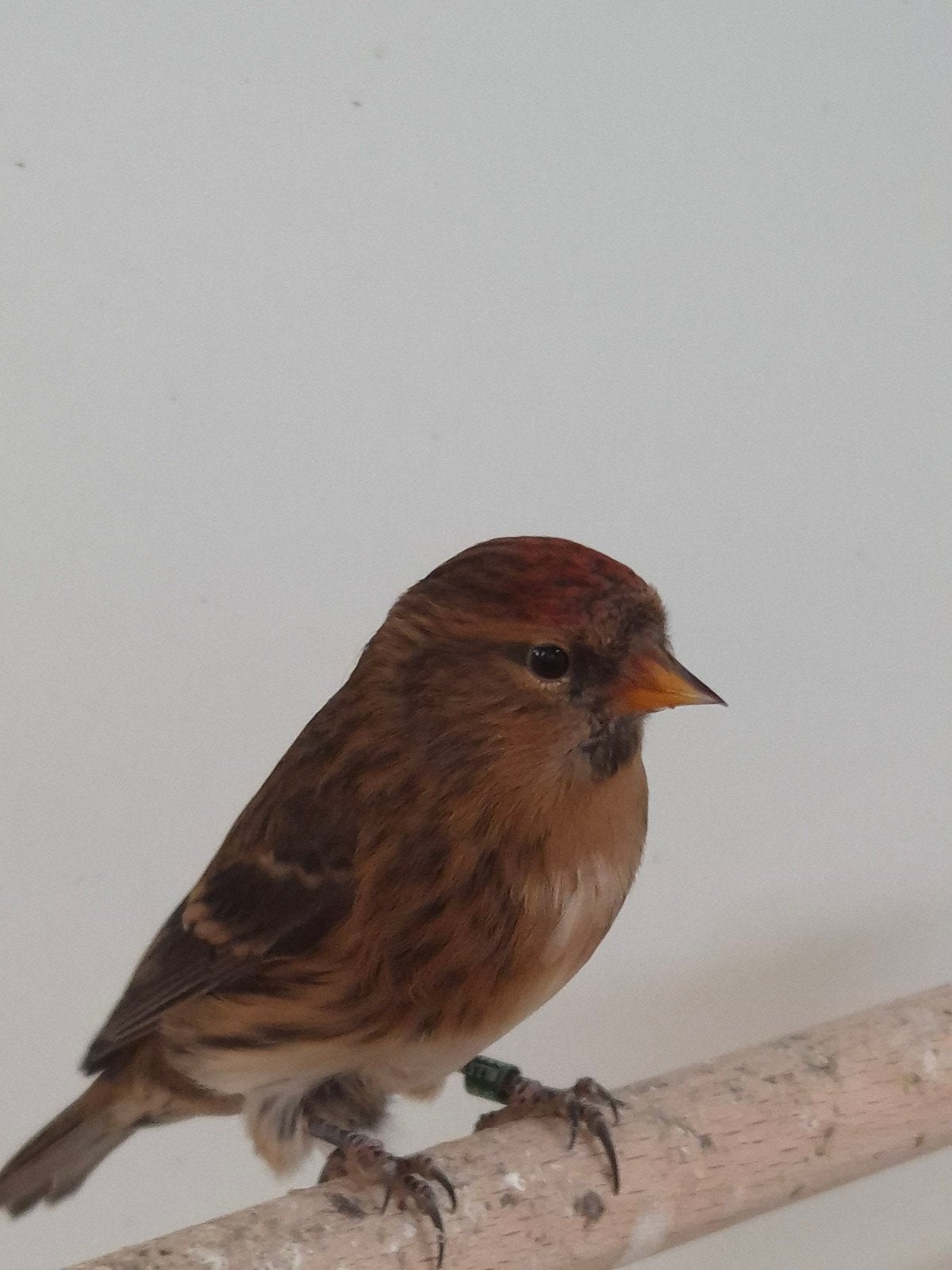6-2 Kleine barmsijsen, Dieren en Toebehoren, Meerdere dieren, Wildzangvogel, Geringd